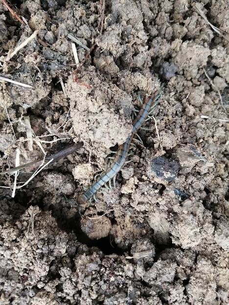 scolopendra cingulata?